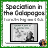 Speciation in the Galapagos Interactive Diagram