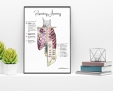 Speech Therapy A&P Labeled Respiratory Anatomy Poster } 18