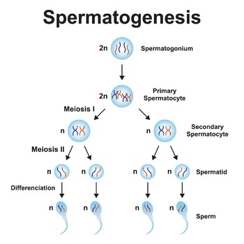 Preview of Spermatogenesis. The Process That Produce Sperm (Gametes) in Male.