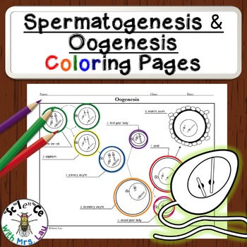 spermatogenesis and oogenesis animation
