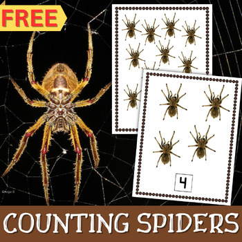 Preview of Spider Counting Halloween Math Activity Special Education Preschool FREE