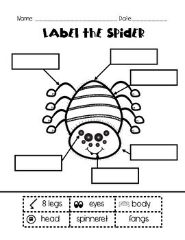 Preview of Spider Craft and Label Activity