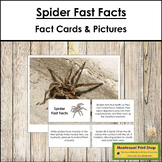 Spider Fast Facts - Montessori Zoology Cards & Pictures