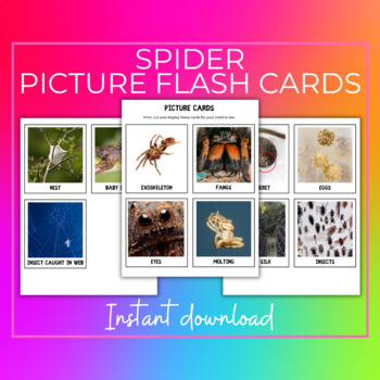 Spider Anatomy Flashcards