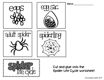 life cycle of a spider for kids