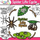 Spider Life Cycle Clipart: Color, Black & White