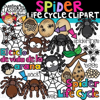 Preview of Spider Life Cycle Clipart {Life Cycles Clipart}