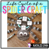 Spider Life Cycle Craft