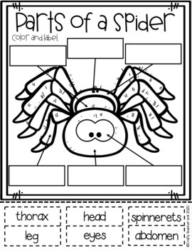 Spider Life Cycle Craft by Natasha's Crafts - Crafty Teacher Link