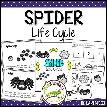 Preview of Spider Life Cycle | Fall Science | Preschool Pre-K