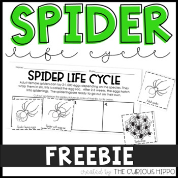 Preview of Spider Life Cycle Freebie