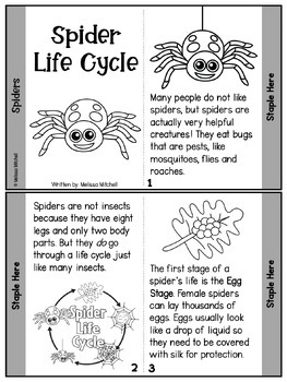 Spider life cycle song