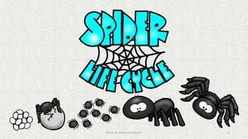 Preview of Spider Life Cycle LITE