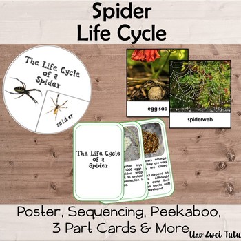 Preview of Spider Life Cycle Pack With Real Photos Insects Montessori Preschool Science
