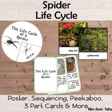 Spider Life Cycle Pack With Real Photos Insects Montessori