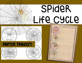 Preview of Spider Life Cycle Poster Project