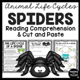 Spider Life Cycle Reading Comprehension and Sequencing Worksheet