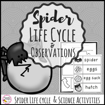 Preview of Spider Life Cycle Science