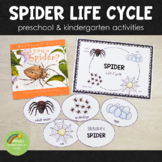 Spider Life Cycle Set - Preschool & Kindergarten  Science Centers