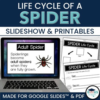 Preview of Spider Life Cycle Slideshow Lesson for Google Slides™ + Printable Activities