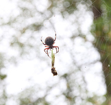 Spider Photo, Spider and Web Photograph, Spider and Prey