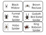 Printable Spider Types Picture and Word Preschool Flash Cards.