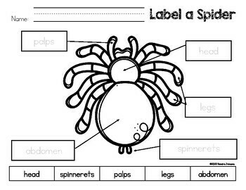 Spider Writing - 3 Levels for Differentiation by Sandra Johnson | TpT