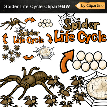 Preview of Spider life cycle Clip Art Commercial use