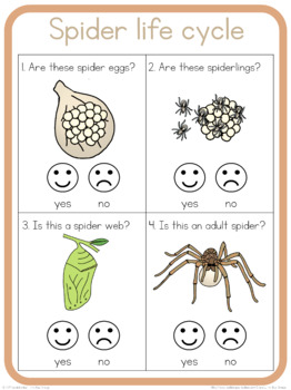 Spider life cycle circle time questions by Little Blue Orange | TpT