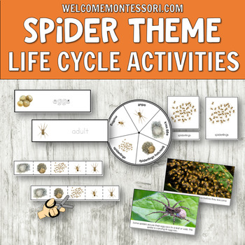 Preview of Spider Life Cycle Activities and 3-part cards for Montessori or Science Centers