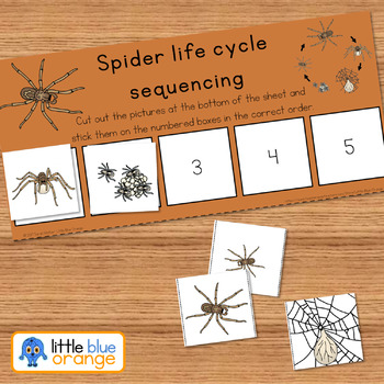 Spider life cycle sequencing activity worksheet by Little ...
