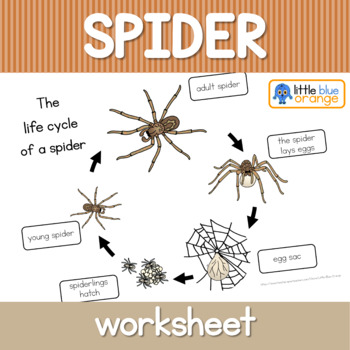 spider life cycle worksheet