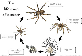Spider life cycle song