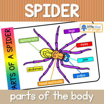 Spider parts of the body worksheet by Little Blue Orange | TpT