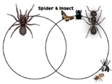 Spider vs Insects