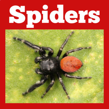 Preview of SPIDER SPIDERS Activity PowerPoint Kindergarten 1st 2nd 3rd Grade Science PPT