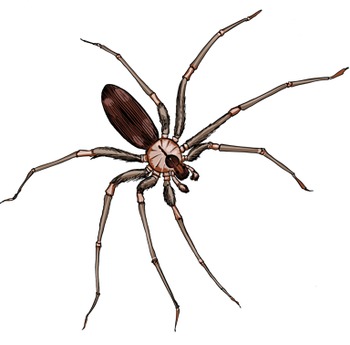 Spiders Clipart - Realistic Spiders for Personal & Commercial Use