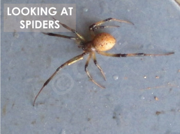 Preview of SPIDERS - Interactive PowerPoint presentation with video snippets (mp4)