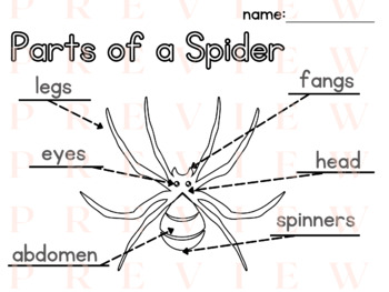 Preview of Spiders LABELING | Writing | Phonics | Parts of a | Fall | October | Thematic |