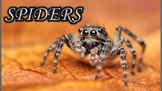 Spiders - PowerPoint