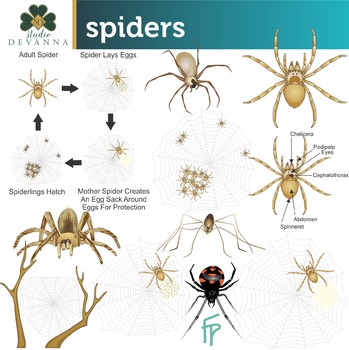 Spiders Science Clip Art by Studio Devanna | Teachers Pay Teachers