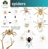 Spiders Science Clip Art