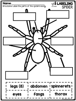 Spiders | Spiders Life Cycle | Spiders Activities and Worksheets