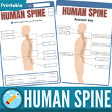 Spine Anatomy Labeling Worksheet | Vertebral Column Diagram
