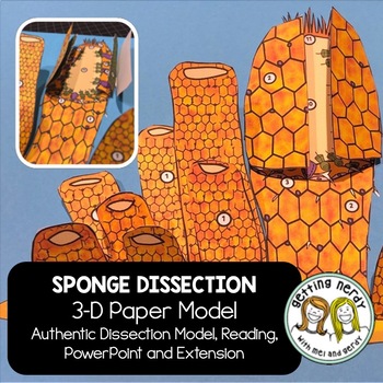 Preview of Sponge Paper Dissection - Scienstructable 3D Dissection Model