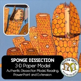 Sponge Paper Dissection - Scienstructable 3D Dissection Mo