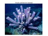 Sponges, Cnidarians, and Worms