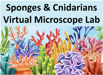 Preview of Sponges and Cnidarians - Virtual Microscope Lab