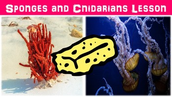 Preview of Sponges and Cnidarians Lesson with Power Point, Worksheet, and Review Page