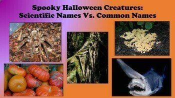 Preview of Spooky Halloween Creatures:  Scientific Names Vs. Common Names